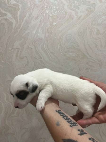 Щенки Джек Рассел терьер в Москве фото 4