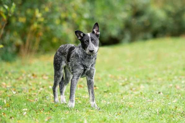 Меня сняли с крыши и назвали Скай в Подольске фото 3