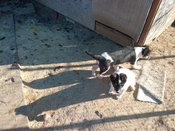 Маленькие хорошенькие хвостики в Санкт-Петербурге фото 6