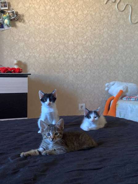 Котята в добрые руки(мальчики) в Уфе фото 7