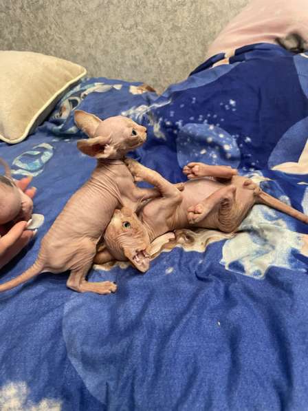 Канадский сфинкс в Твери