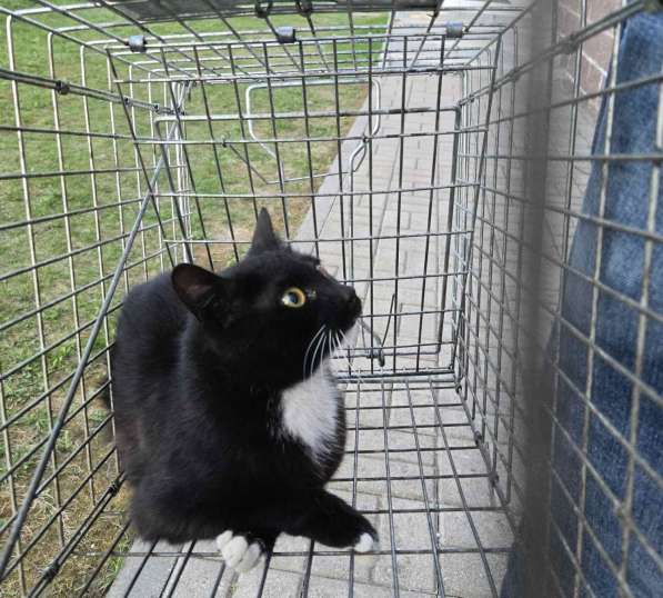 Молодая спокойная кошка в дар в фото 3