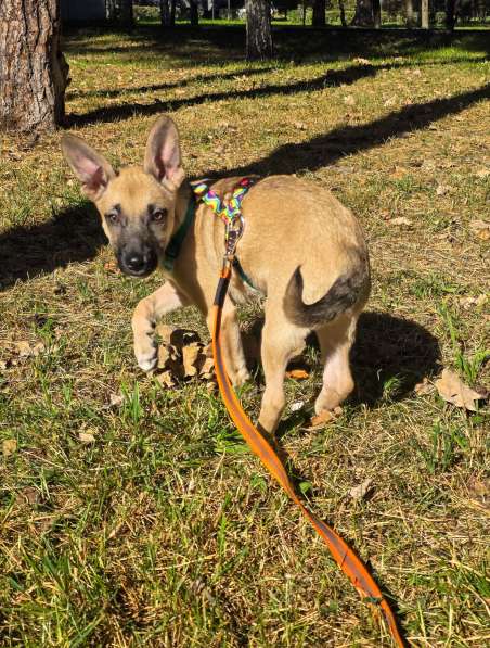 Небольшая и весёлая Шелби в Москве