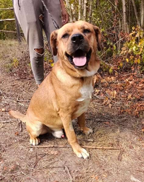 Брутальный пёс крепыш Бутч в добрые руки в Москве фото 3