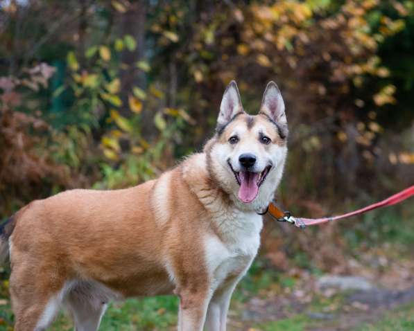 Красивый активный пёс Маффин ищет дом в Санкт-Петербурге фото 10