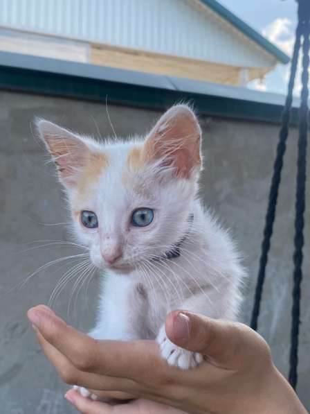 Одам в хорошие руки в Кисловодске фото 3