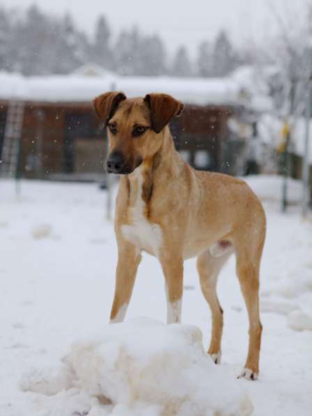Ищу Дом для Скуби Ду в Москве фото 5