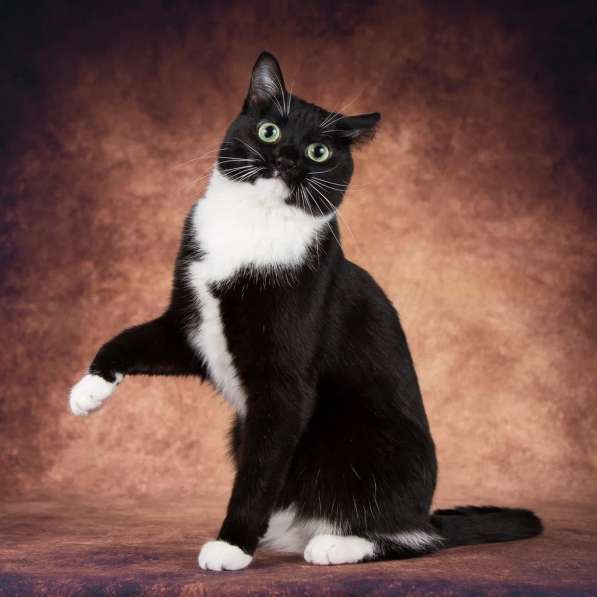 Кошечка Майя ищет семью в Москве фото 8