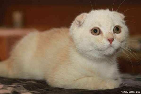 Шотландские котики фолд и страйт в Москве фото 13