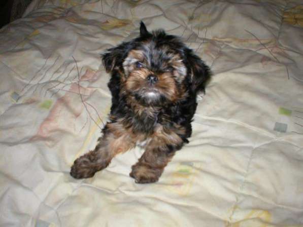 Щенок йоркширского терьера Девочка в Москве фото 3