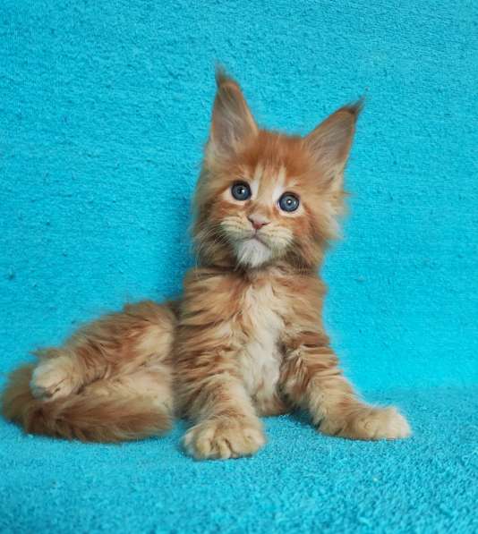 Котики мей-кун из питомника в Владимире фото 9