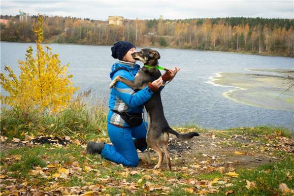 Грэй &ndash; веселый, активный парень ищет дом в Москве фото 9