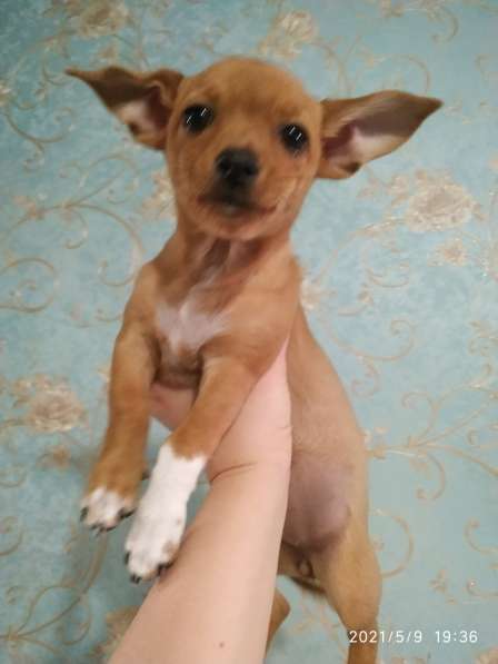 Щенки чихуахуа в Тольятти фото 9