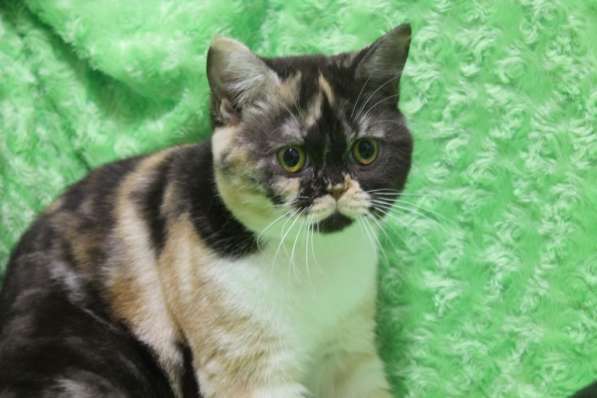 Коты и кошки британские в Новокузнецке фото 5