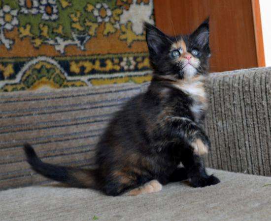 Котята мейн-кун в Москве