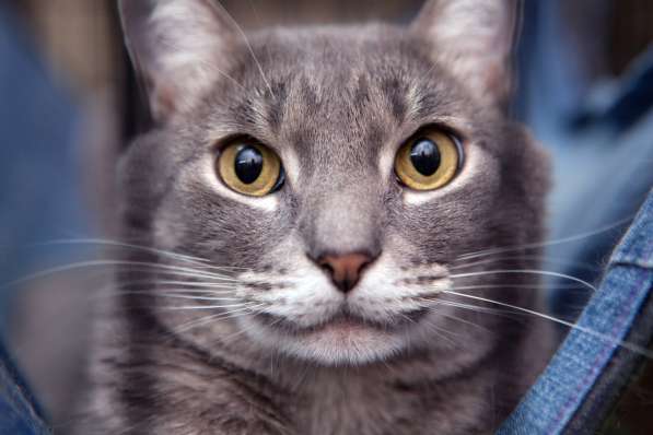 Трогательный Эрик в поисках дома в Москве