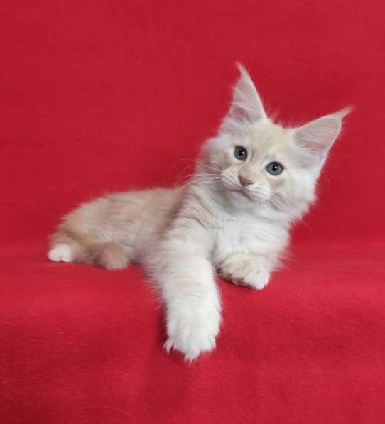 Котики мей-кун из питомника в Владимире фото 17