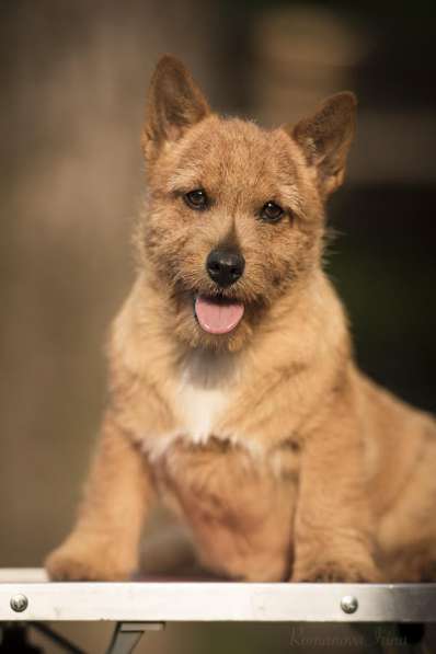 Норвич терьер сука 6-и месяцев