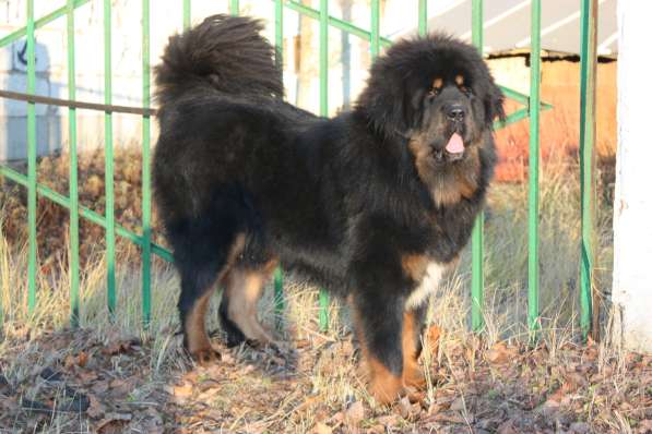 Кобели Тибетского мастифа для вязки в Киржаче фото 8