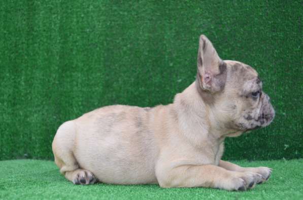 Французский бульдог. Girls. Fawn merle