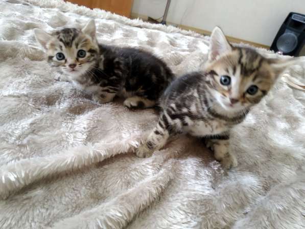 Продам котят Бенгалы в фото 8