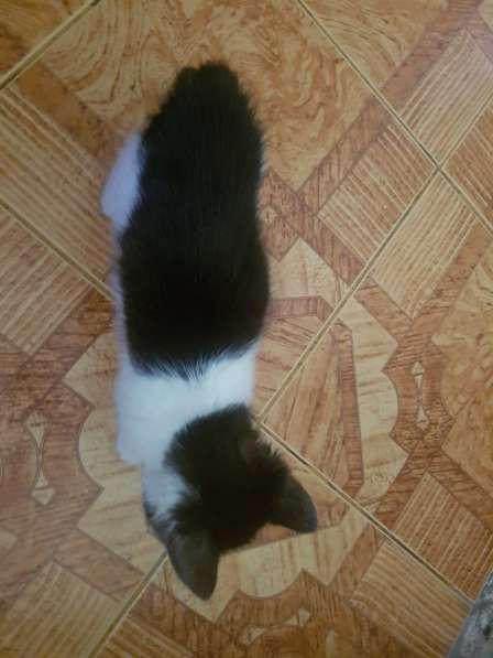 Отдам котенка в Дмитрове фото 17