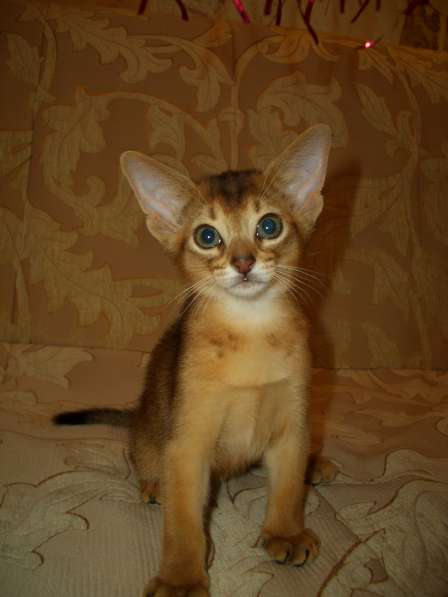 Абиссинский котик в Новосибирске фото 3