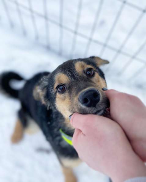 Чудесная малышка Бэмби ищет семью! в Москве фото 16