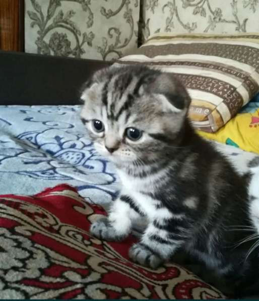 Мраморные котята в фото 19