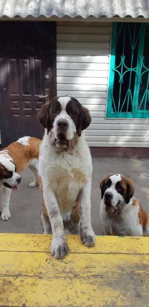 Щенки сенбернара в фото 42
