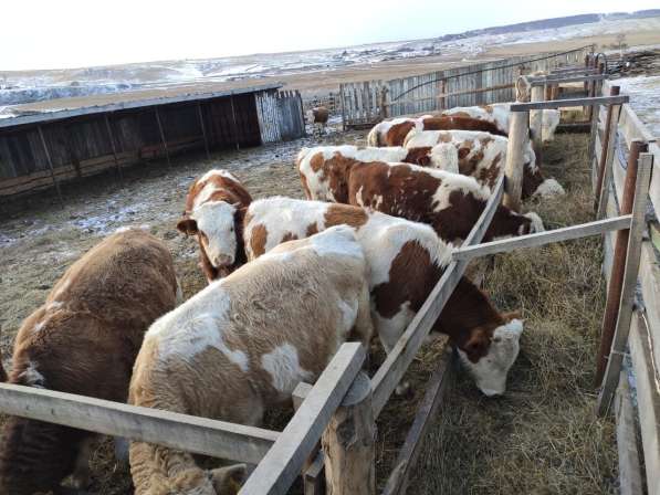 Коровы из России в Сибае фото 7