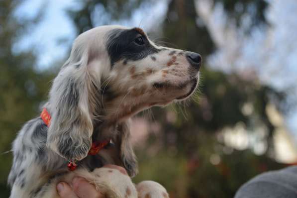 Английский сеттер щенки из элитного питомника в Москве фото 58