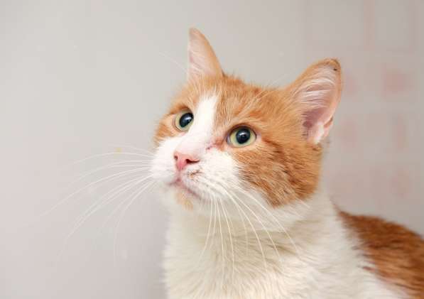 Тихий котик Акай в поисках надежного друга в Москве фото 3