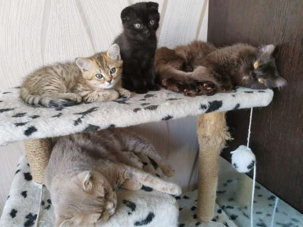 Шотландский вислоухий котенок в Набережных Челнах фото 5
