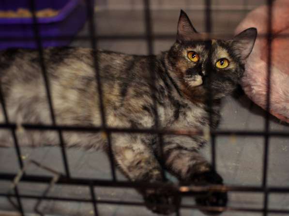 Благородная Янна ищет друга в Москве фото 3