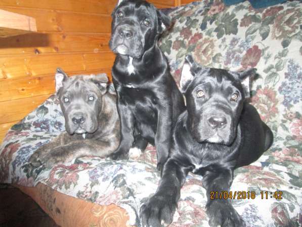 Малыши Корсики 3 мес в Москве фото 32