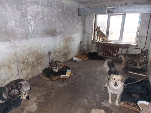 Собачки из приюта ищут любящих хозяев в Воркуте фото 16