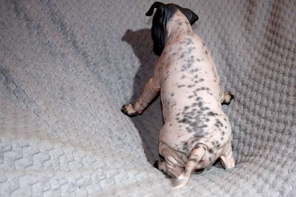 Продаётся щенок американского голого терьера в Уфе фото 4
