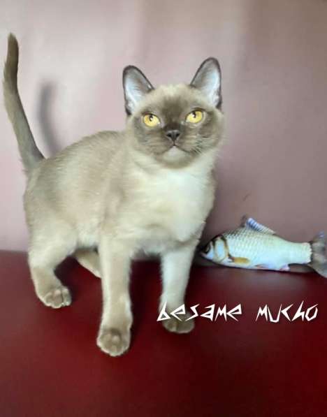 Бурма американская традиционная в фото 4