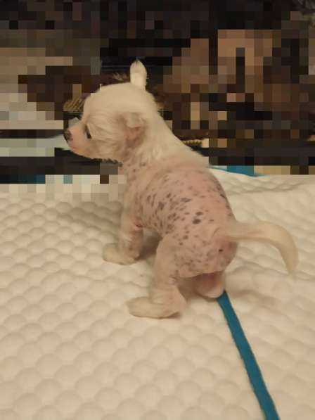 Щенки китайской хохлатой мини в Москве