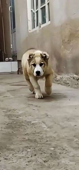Туркменский Алабай щенок, чистокровный, 75 дней, самец