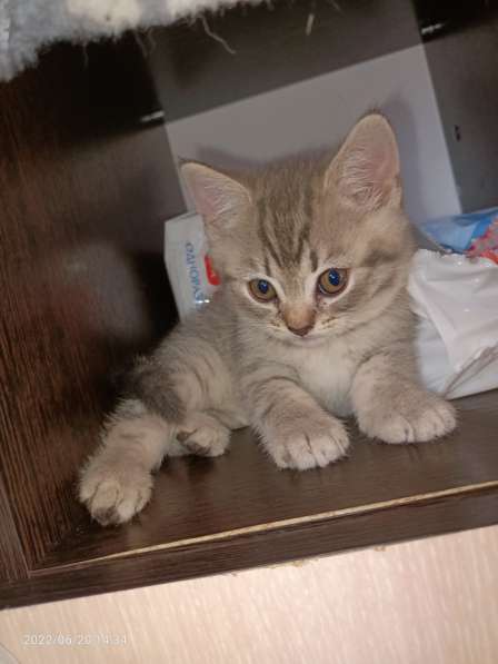 Британские котята в Москве фото 4