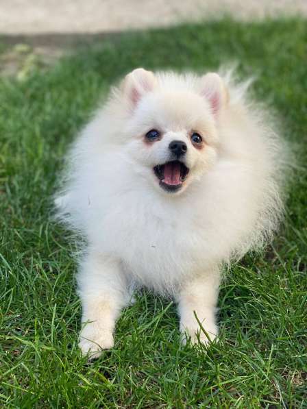 Померанский шпиц