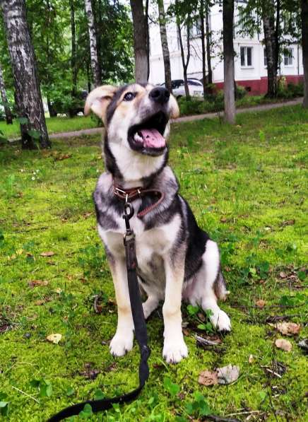 Тася в добрые руки в Ногинске фото 38