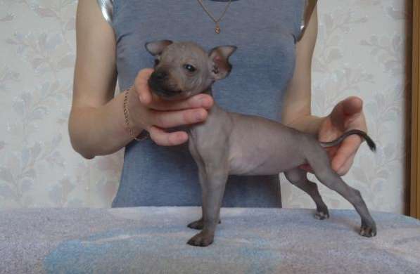 Щенки Мексиканской голой собаки-миниатюра в Санкт-Петербурге фото 5