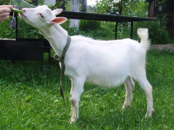 Чистопородные зааненские козлики в Голицыне фото 13
