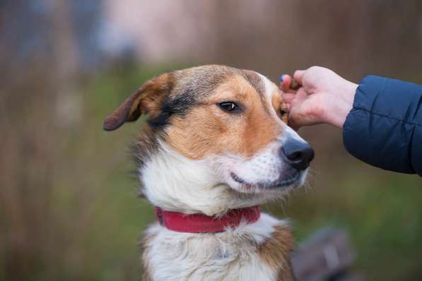 Джим - добропорядочный пёс ищет семью/ в Санкт-Петербурге фото 17