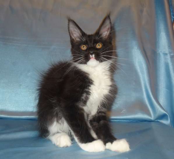 Ламборджини кошечка мейн кун в Москве фото 11