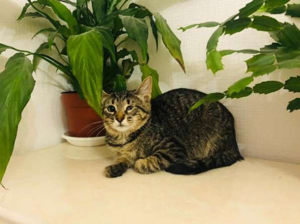 Мурлыка-котенок с дефектом глазика очень ищет дом в Санкт-Петербурге фото 29