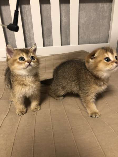 Золотые шотландские котята